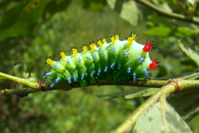 Caterpillar