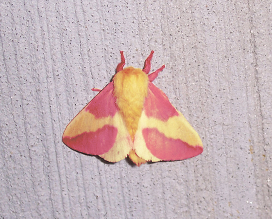 Rosie Maple Moth